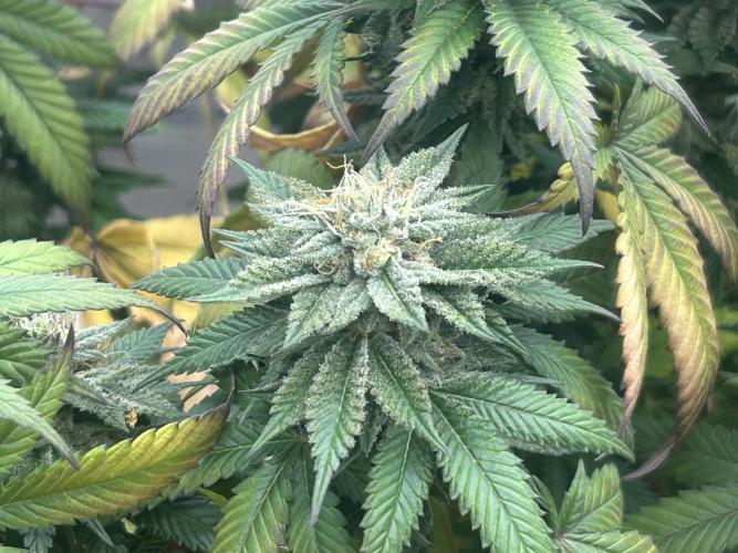 BF - Super Boof. Week 24