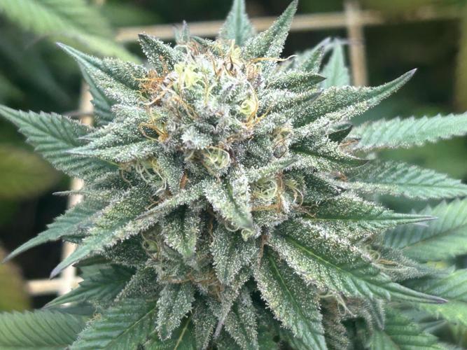 BF - Super Boof. Week 24