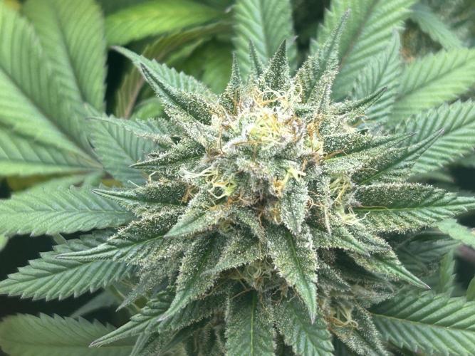 BF - Super Boof. Week 24