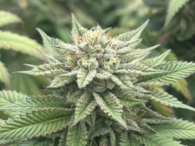 BF - Super Boof. Week 24