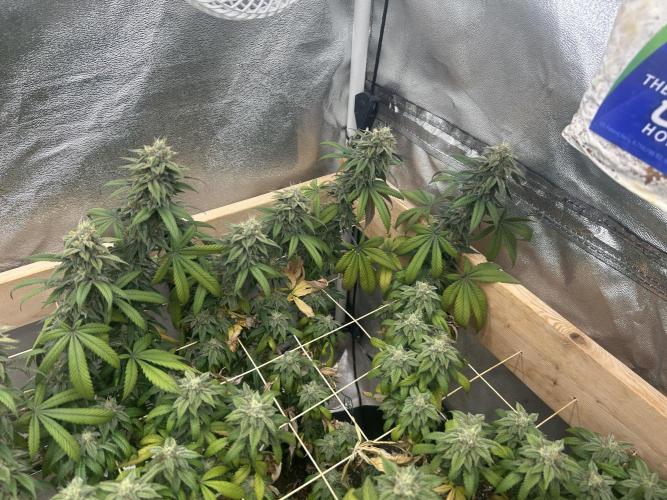 BF - RS11 x Banana OG. Week 24