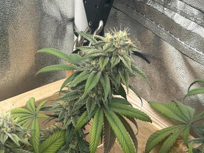BF - RS11 x Banana OG. Week 24