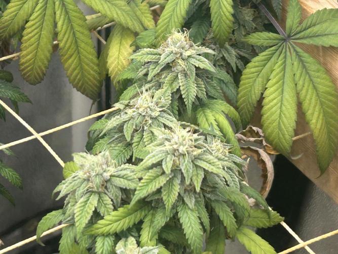 BF - RS11 x Banana OG. Week 24