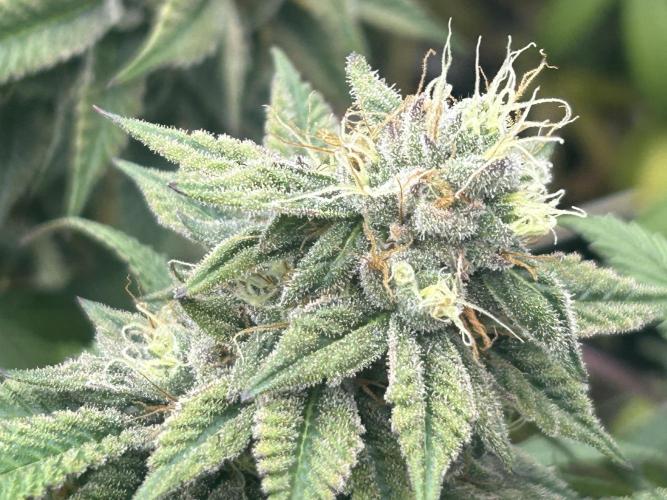 BF - RS11 x Banana OG. Week 24