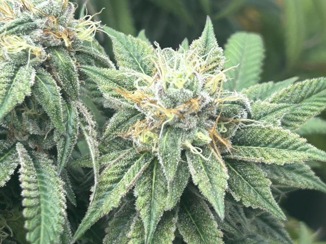 BF - RS11 x Banana OG. Week 24