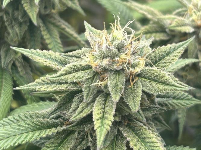 BF - RS11 x Banana OG. Week 24