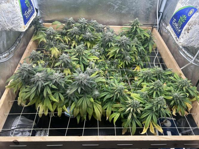 OSS - Blackwater. Week 27