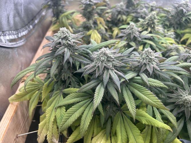 OSS - Blackwater. Week 27