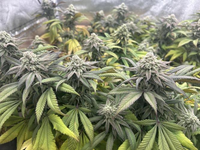 OSS - Blackwater. Week 27