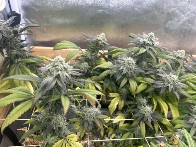 OSS - Blackwater. Week 27