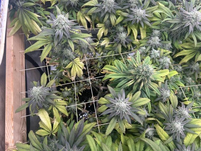 OSS - Blackwater. Week 27