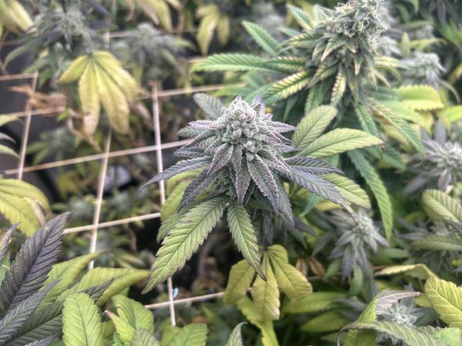 OSS - Blackwater. Week 27