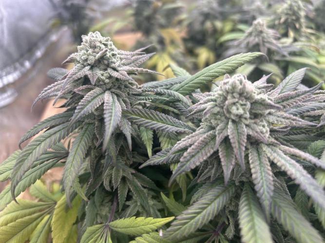OSS - Blackwater. Week 27
