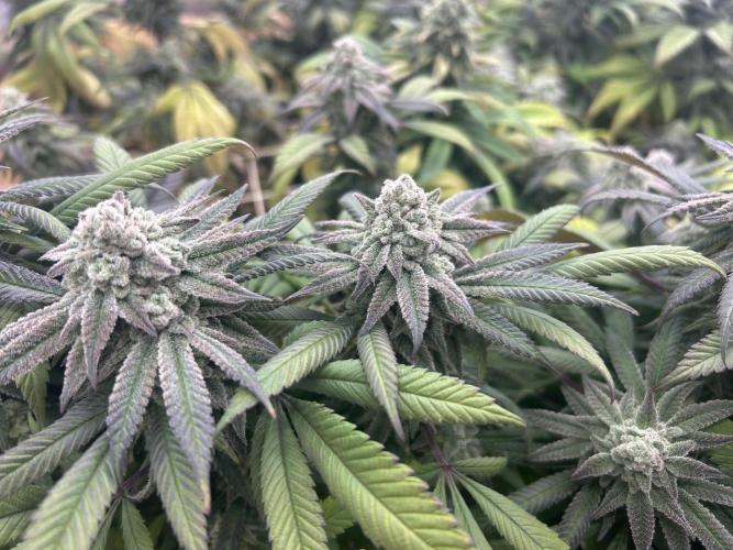 OSS - Blackwater. Week 27