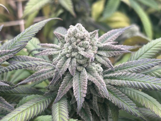 OSS - Blackwater. Week 27