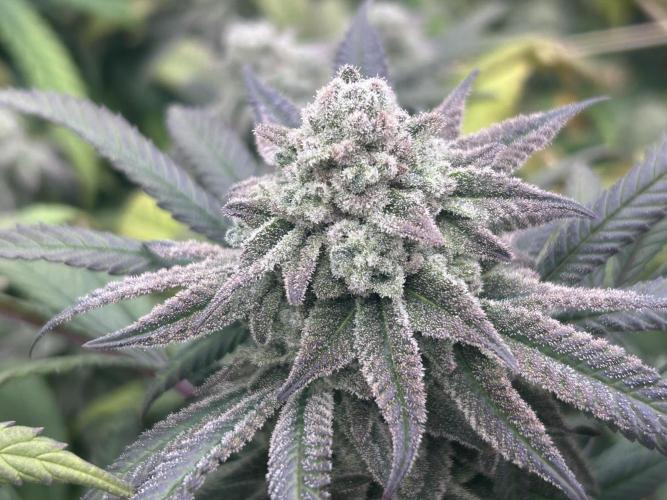 OSS - Blackwater. Week 27