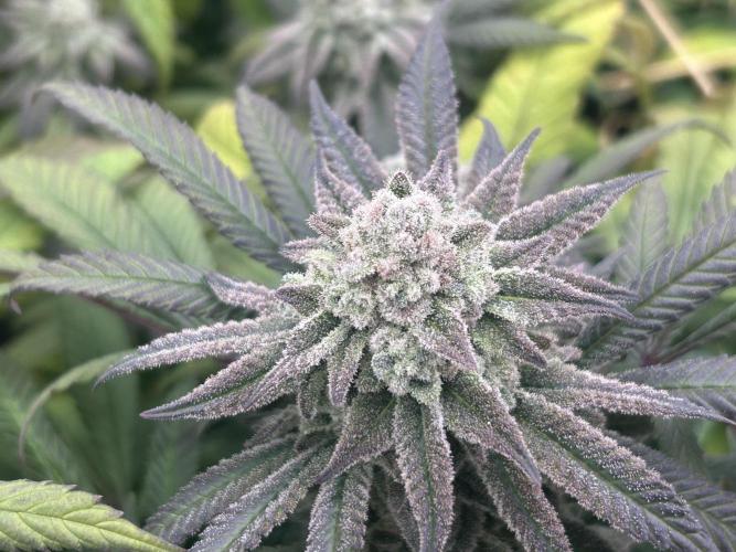 OSS - Blackwater. Week 27