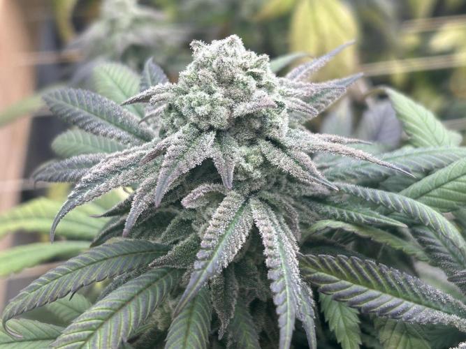 OSS - Blackwater. Week 27