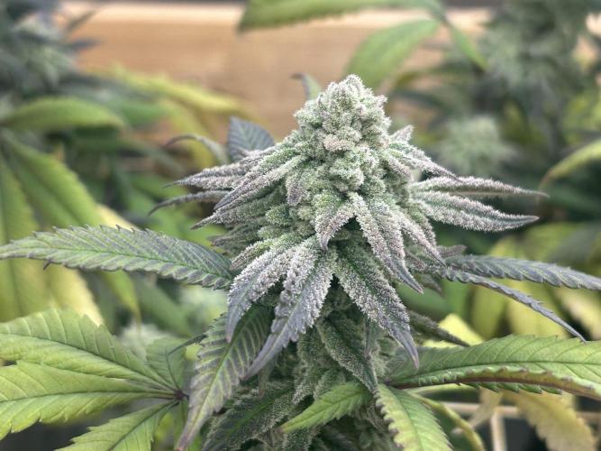 Blackwater. Week 27