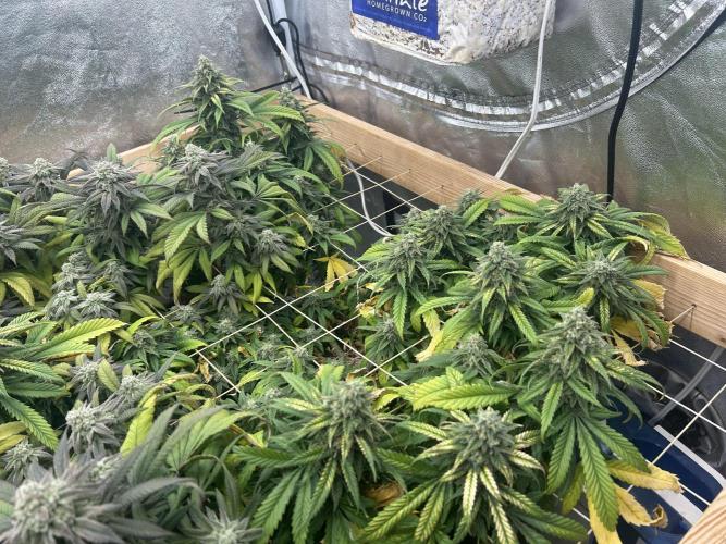 OSS - Tiramisu. Week 27
