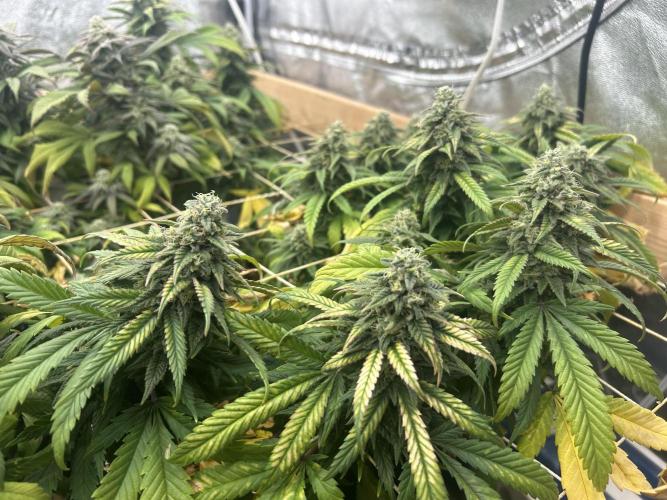 OSS - Tiramisu. Week 27