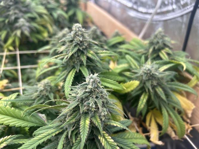 OSS - Tiramisu. Week 27
