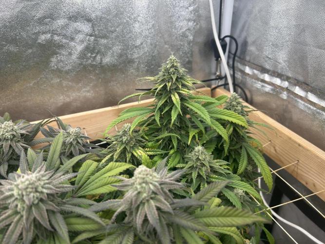 OSS - Tiramisu. Week 27