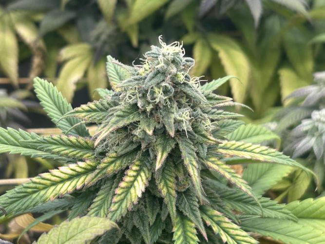 OSS - Tiramisu. Week 27