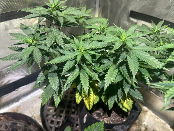 WSE - Sour Diesel. Week 13 - 4/25/26