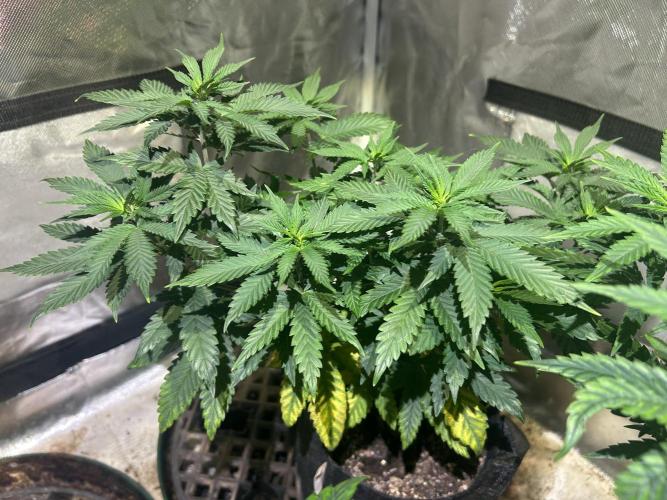 WSE - Sour Diesel. Week 13