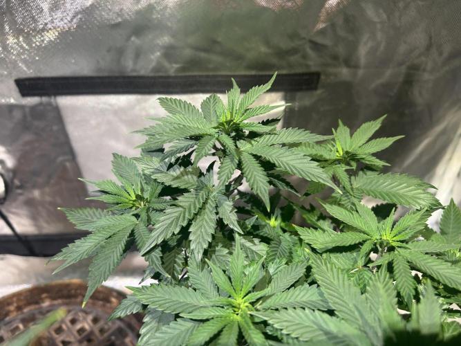WSE - Sour Diesel. Week 13