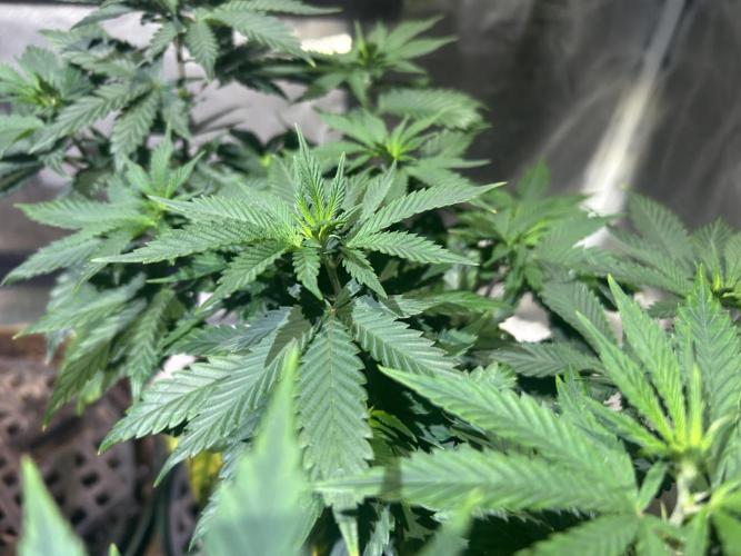WSE - Sour Diesel. Week 13