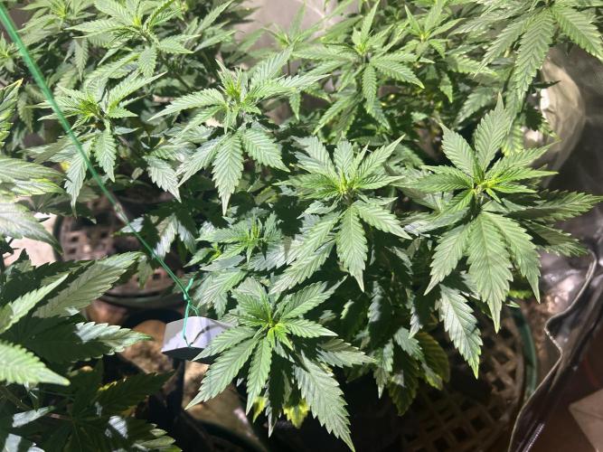 WSE - NYC Diesel. Week 13