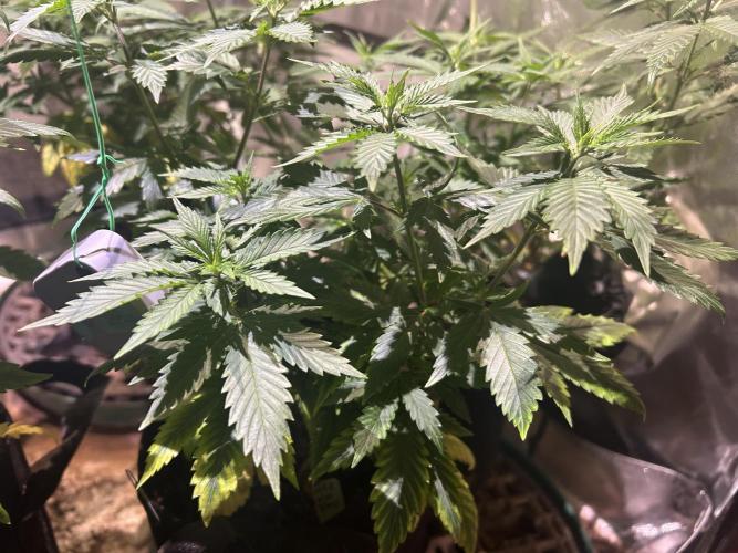 WSE - NYC Diesel. Week 13