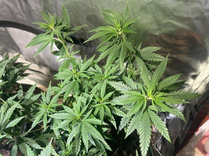 HS - Purple Kush. Week 13 - 4/25/26