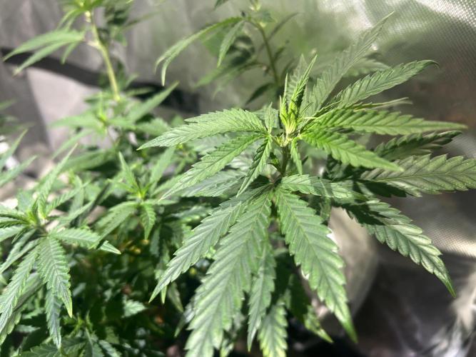 HS - Purple Kush. Week 13