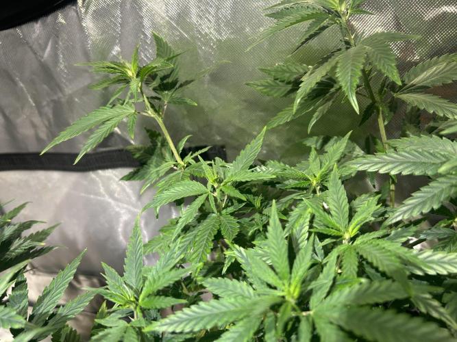 HS - Purple Kush. Week 13