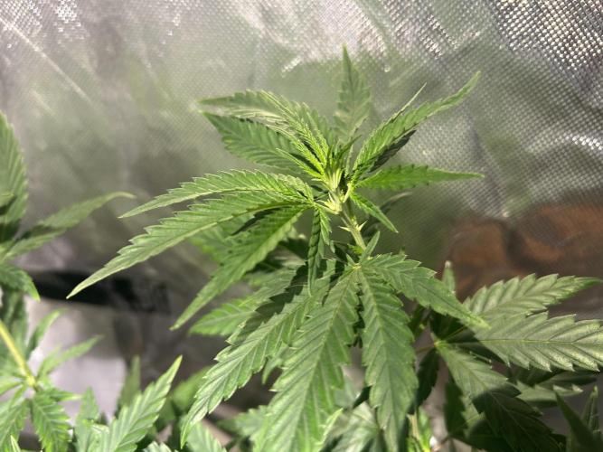 HS - Purple Kush. Week 13
