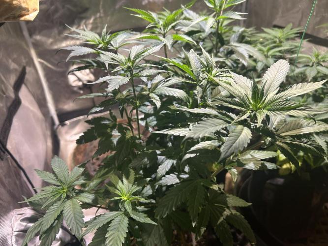 RQS - Tropicana Cookies Purple. Week 12