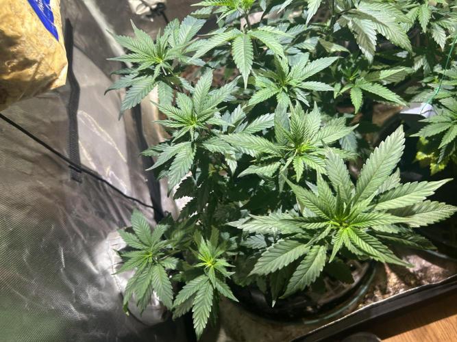 RQS - Tropicana Cookies Purple. Week 12