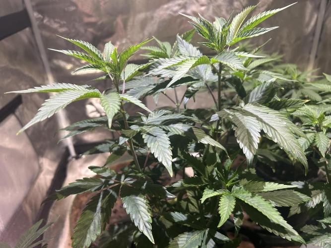RQS - Gelato 44. Week 11