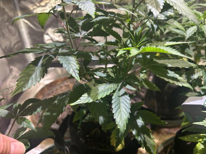 RQS - Gelato 44. Week 11