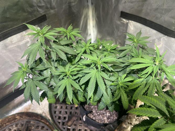 WSE - Sour Diesel. Week 14 - 5/2/26