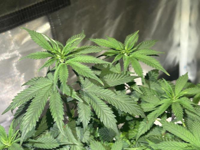 WSE - Sour Diesel. Week 14