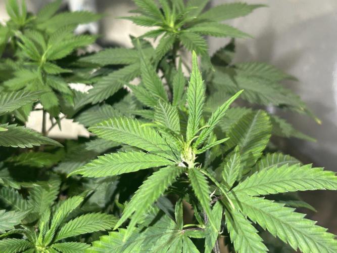 WSE - Sour Diesel. Week 14