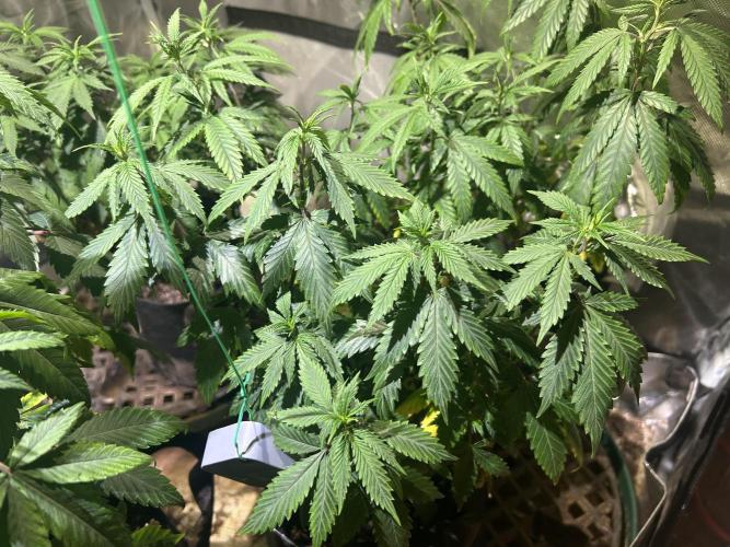 WSE - NYC Diesel. Week 14 - 5/2/26