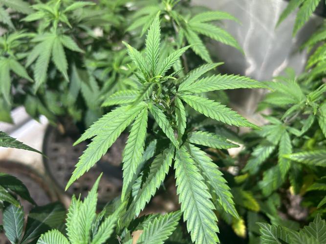 WSE - NYC Diesel. Week 14