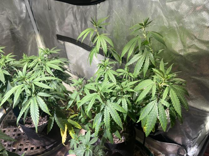 HS - Purple Kush. Week 14 - 5/2/26