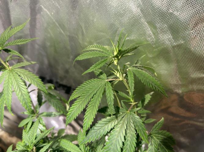HS - Purple Kush. Week 14