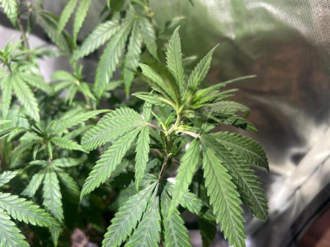 HS - Purple Kush. Week 14